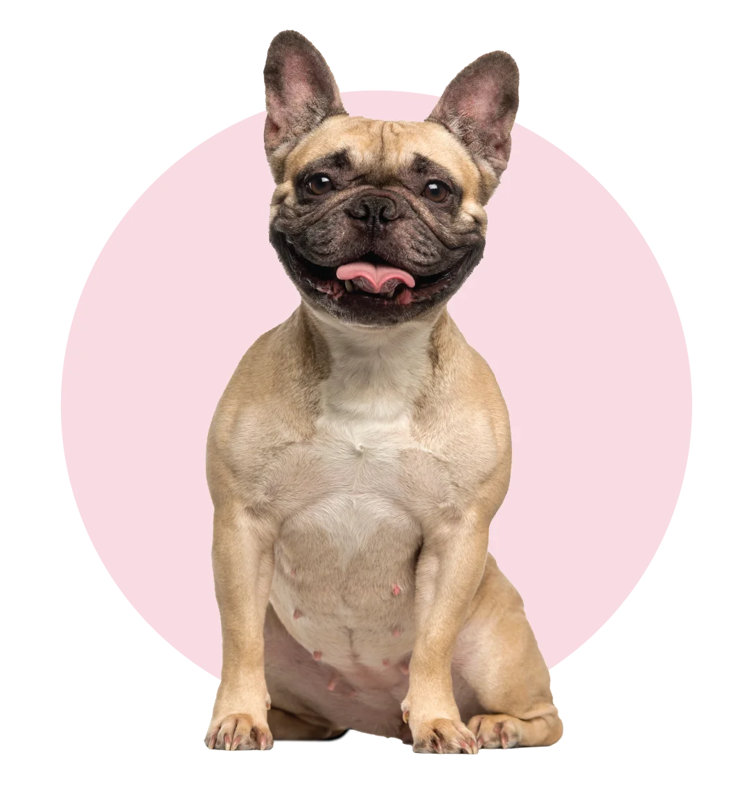 About Min - my love of dogs - The dog nonna