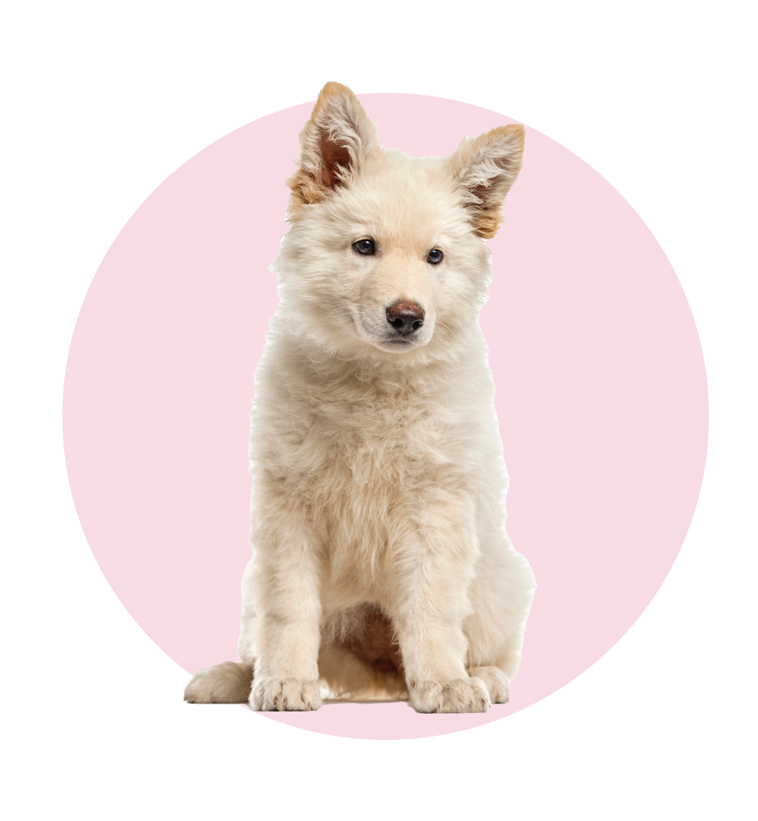 Ask Min anything - the dog nonna - dog advice