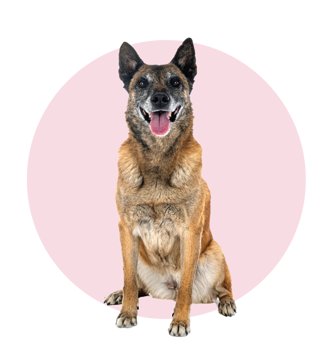 In person help - Dog advice in Exeter