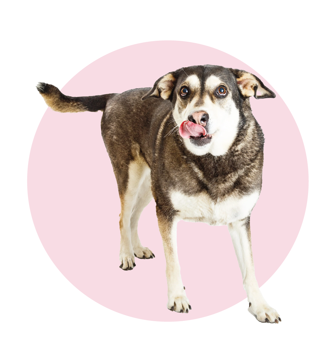 Online dog advice - just ask the dog nonna